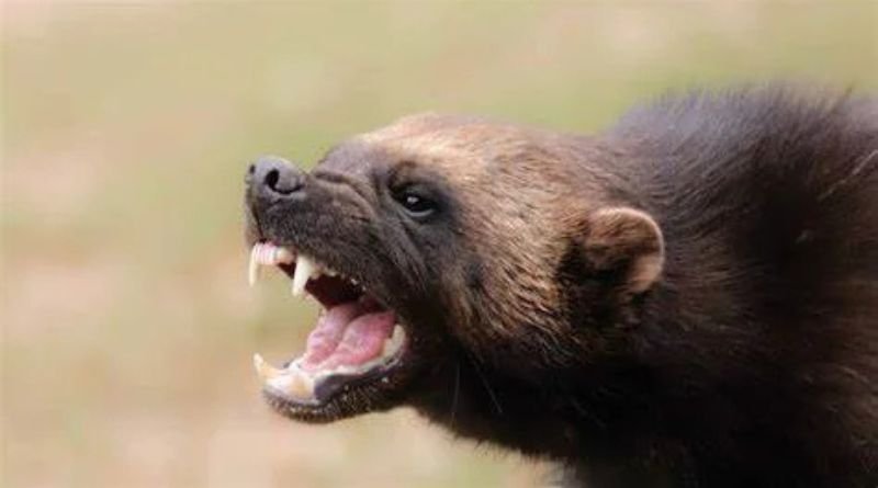 Animal: lxjjx7snyfs = Wolverine